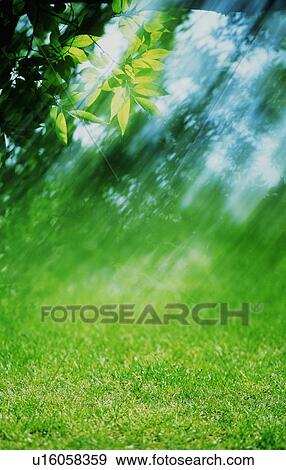 Stock Photo - Light shining on grass and leafy branches. Fotosearch