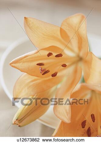 Stock Image - Lilies. Fotosearch
