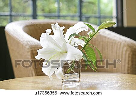 Lily in a vase View Large Photo Image Stock Photography - Lily in a vase. Fotosearch