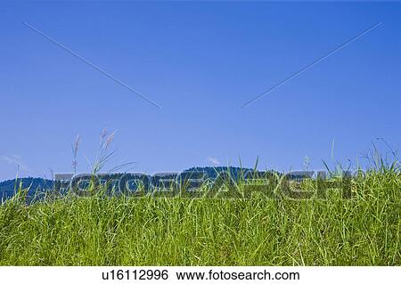 Stock Photograph - Long grass, with a mountain range in the background, and a bright blue sky. Fotosearch