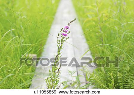 Loosestrife View Large Photo Image Stock Photo - Loosestrife. Fotosearch