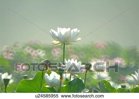 Lotus flowers View Large Photo Image Stock Photography - Lotus flowers. Fotosearch