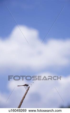 Stock Photo - Low Angle View of a Dragonfly on a Stick. Nagano Prefecture, Japan. Fotosearch