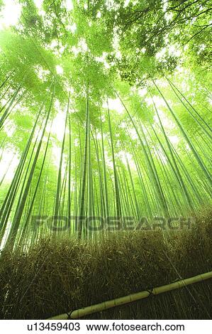 Low Angle View of Bamboo Grove View Large Photo Image Stock Image - Low Angle View of Bamboo Grove. Fotosearch