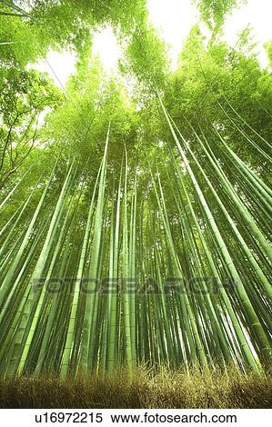 Stock Photography - Low Angle View of Bamboo Grove. Fotosearch