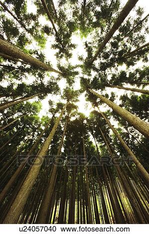 Low Angle View of Cedar Forest View Large Photo Image Stock Image - Low Angle View of Cedar Forest. Fotosearch