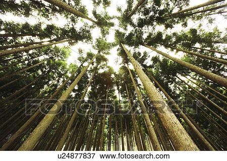 Low Angle View of Cedar Forest View Large Photo Image Stock Photo - Low Angle View of Cedar Forest. Fotosearch