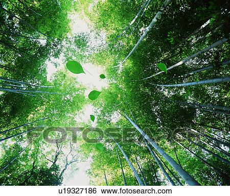 Stock Photograph - Low angle view of forest with leaves falling through the air. Fotosearch