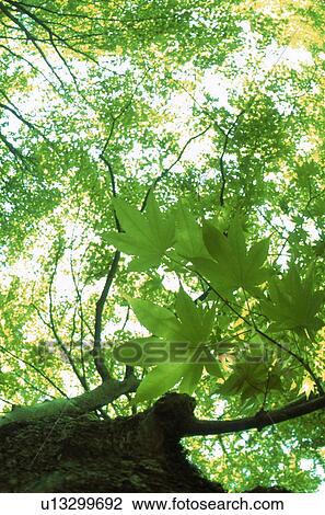 Stock Image - Low angle view of trees. Fotosearch