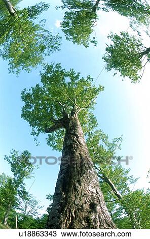 Stock Image - Low angle view of trees. Fotosearch