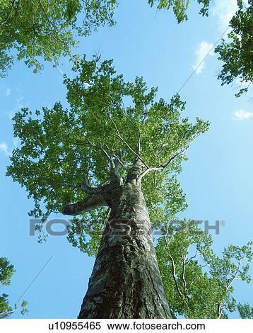 Low angle view of trees View Large Photo Image Stock Photography - Low angle view of trees. Fotosearch
