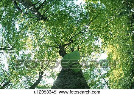 Stock Photography - Low angle view of trees. Fotosearch