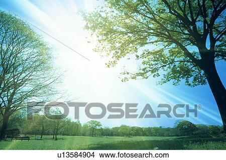Picture - Lush tree filled park. Fotosearch