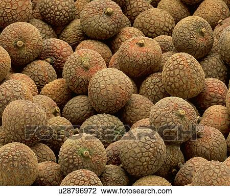 Lychee, full frame View Large Photo Image Stock Image - Lychee, full frame. Fotosearch