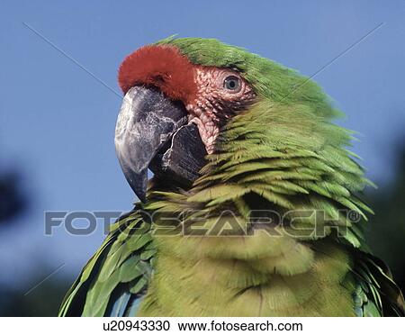 Stock Image - Macaw. Fotosearch