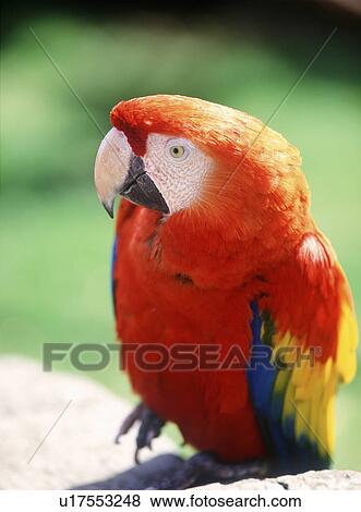 Stock Photo - Macaw. Fotosearch