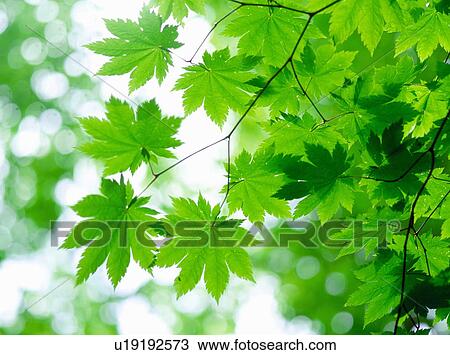 Stock Image - Maple leaves, close up, Aomori prefecture, Japan. Fotosearch