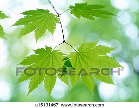 Stock Photo - Maple leaves, close up, Aomori prefecture, Japan. Fotosearch