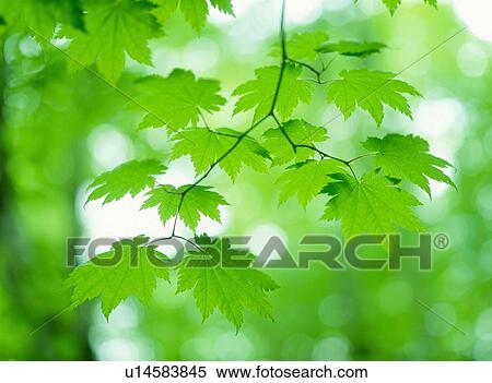 Maple leaves, close up, Aomori prefecture, Japan View Large Photo Image Stock Photography - Maple leaves, close up, Aomori prefecture, Japan. Fotosearch