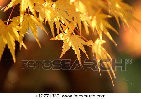 Maple leaves in autumn color, close up View Large Photo Image Stock Image - Maple leaves in autumn color, close up. Fotosearch