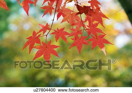 Maple leaves in autumn color View Large Photo Image Stock Image - Maple leaves in autumn color. Fotosearch