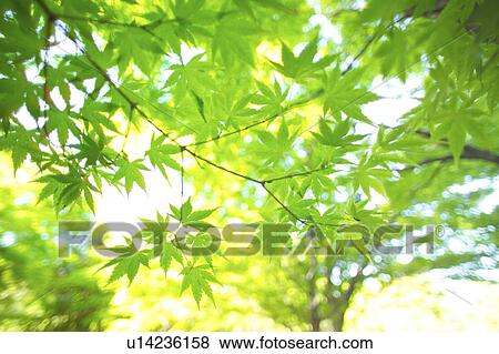 Maple leaves in green View Large Photo Image Stock Photo - Maple leaves in green. Fotosearch