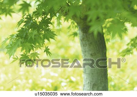 Maple leaves in green View Large Photo Image Stock Photography - Maple leaves in green. Fotosearch