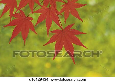 Picture - Maple leaves in red, close up. Fotosearch
