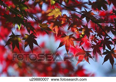 Stock Photo - Maple leaves in red, close up. Fotosearch