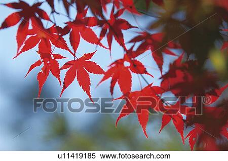 Stock Photography - Maple leaves in red, close up. Fotosearch