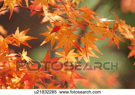 Stock Photography - Maple leaves in red, close up. Fotosearch