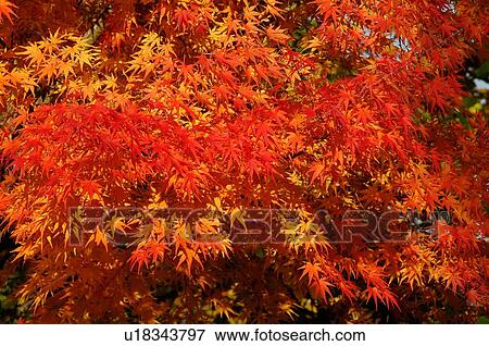 Maple leaves in red View Large Photo Image Stock Photo - Maple leaves in red. Fotosearch