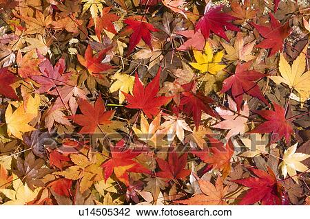 Stock Image - Maple leaves on ground during Autumn. Fotosearch
