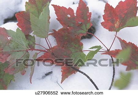 Stock Image - Maple leaves on snow, close up. Fotosearch