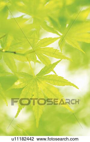Maple Leaves View Large Photo Image Stock Image - Maple Leaves. Fotosearch
