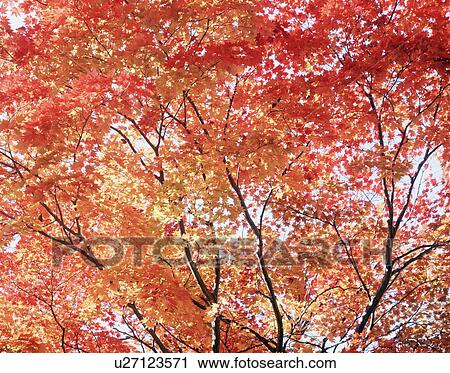 Stock Image - Maple Tree in Autumn Color. Fotosearch