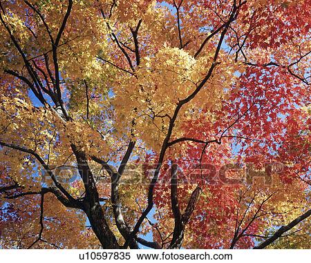Stock Photography - Maple Tree in Autumn Color. Fotosearch