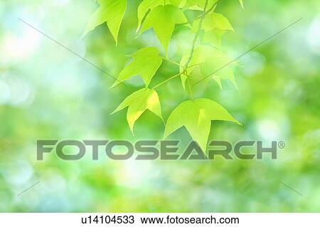 Maple tree leaves in sunlight View Large Photo Image Stock Image - Maple tree leaves in sunlight. Fotosearch