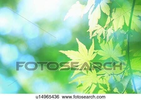 Stock Photograph - Maple tree leaves in sunlight. Fotosearch
