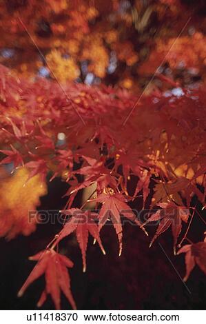 Stock Image - Maple tree with red leaves, Kawasaki, Kanagawa Prefecture, Japan. Fotosearch
