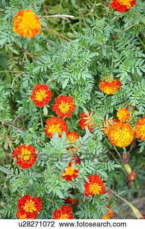 Stock Image - Marigolds. Fotosearch