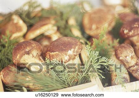 Stock Photo - Matsutake Mushrooms. Fotosearch