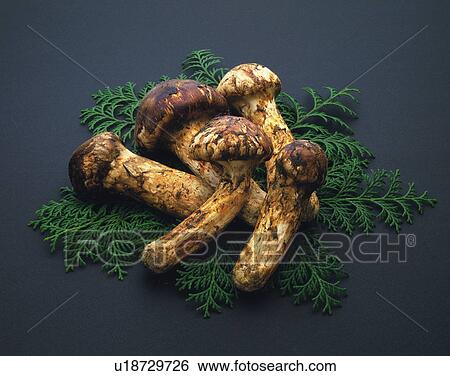 Stock Photograph - Matsutake mushrooms. Fotosearch