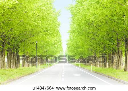 Picture - Metasequoia trees lining street, Takashima, Shiga Prefecture, Japan. Fotosearch