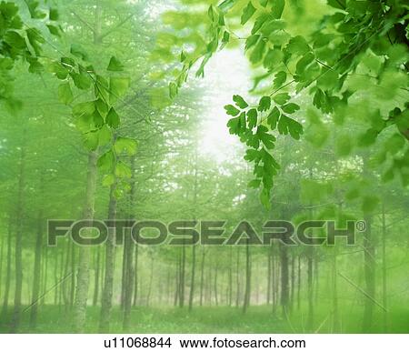 Misty forest View Large Photo Image Picture - Misty forest. Fotosearch