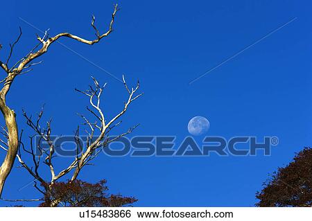 Stock Photograph - Moon and dead tree, Nikko city, Tochigi Prefecture, Honshu, Japan. Fotosearch