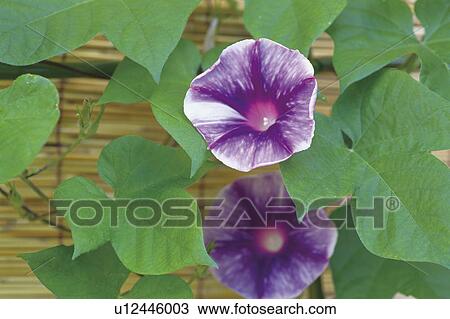 Stock Image - Morning glory, close up. Fotosearch