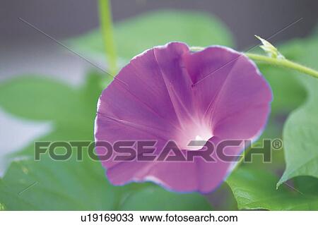 Stock Image - Morning glory, close up. Fotosearch