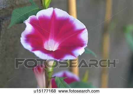 Morning glory growing against a wall View Large Photo Image Stock Photo - Morning glory growing against a wall. Fotosearch