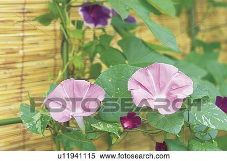 Stock Photography - Morning glory growing on a trellis. Fotosearch
